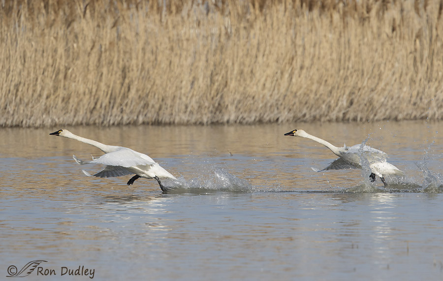 tundra swan 7072 ron dudley