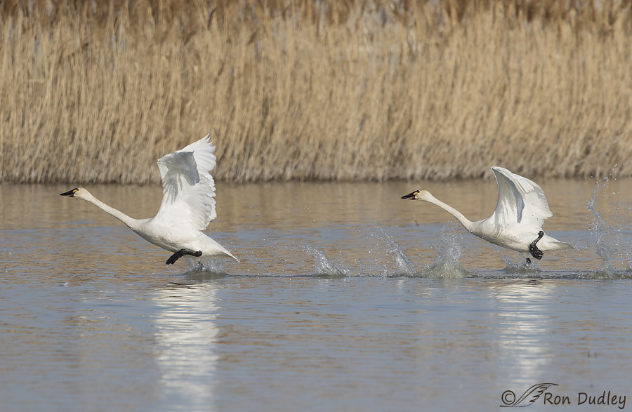 tundra swan 7073 ron dudley