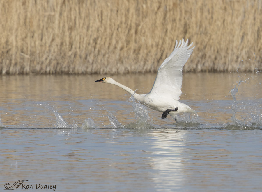 tundra swan 7076 ron dudley