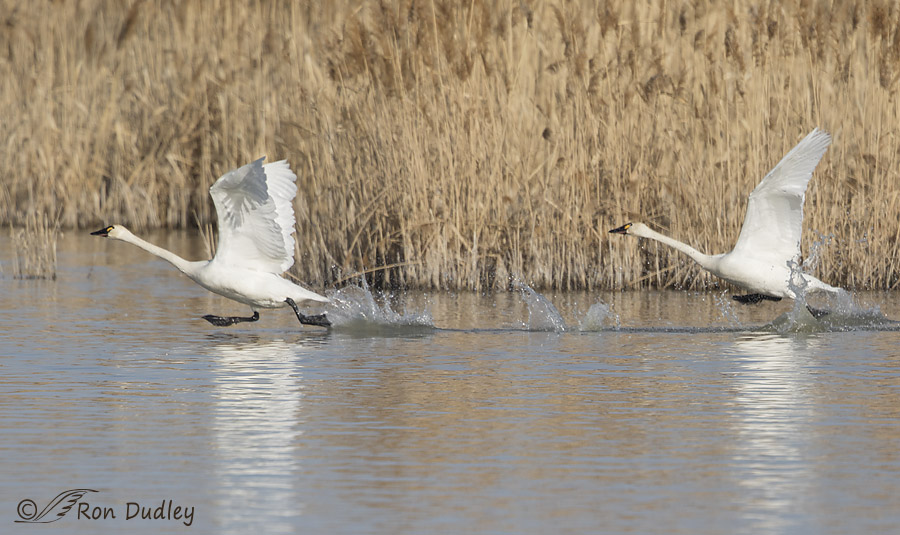 tundra swan 7083 ron dudley