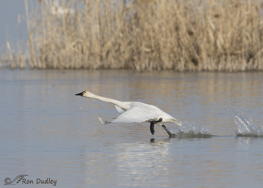 tundra swan 7089 ron dudley