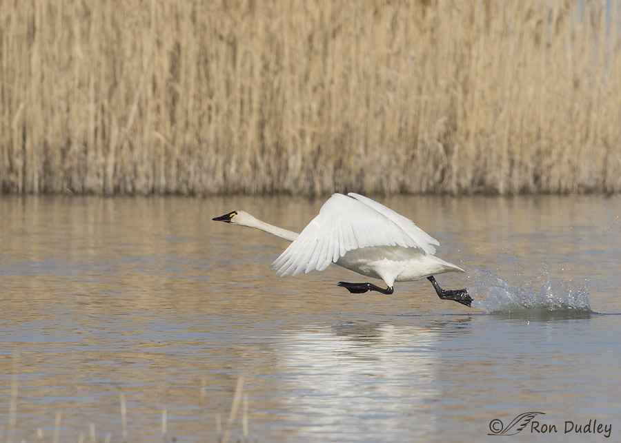 tundra swan 7094 ron dudley