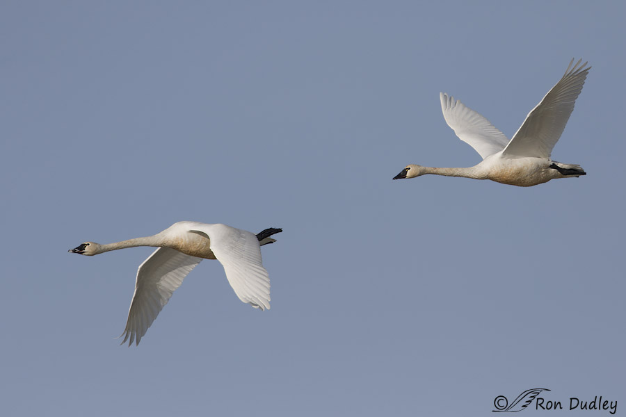 tundra swan 7175 ron dudley