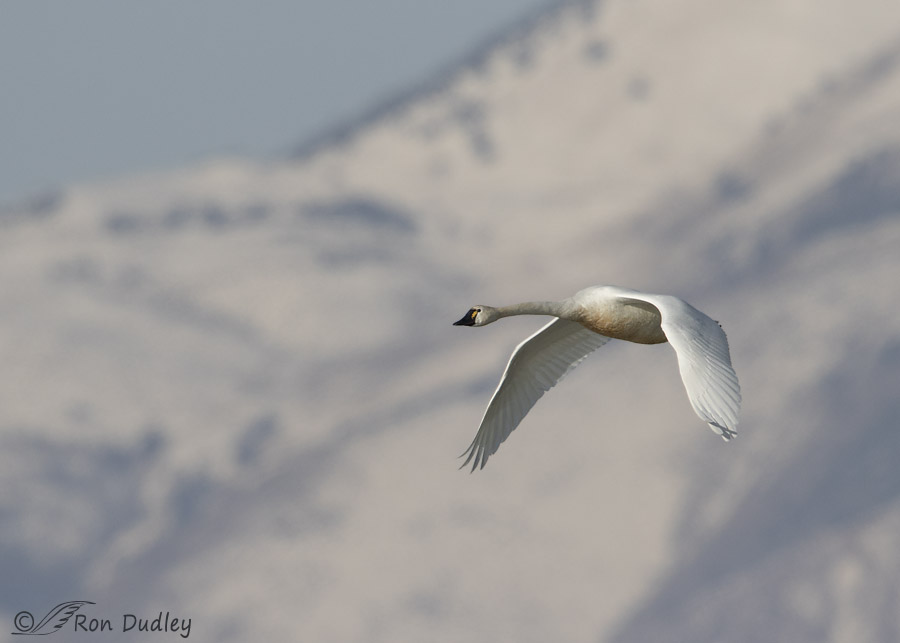tundra swan 7218 ron dudley