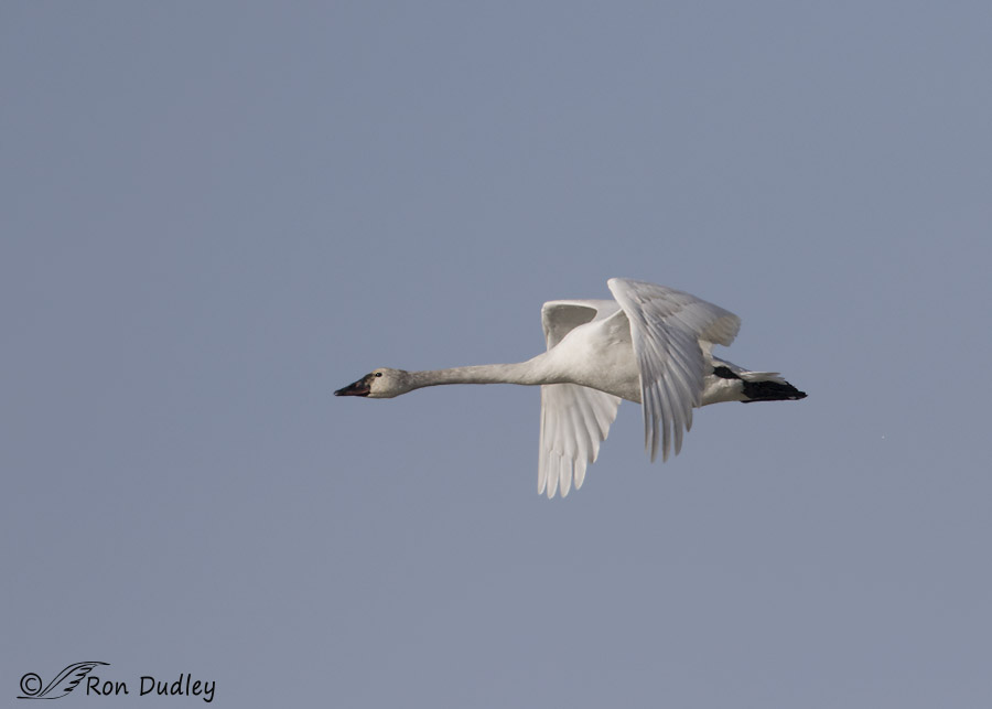 tundra swan 7322 ron dudley