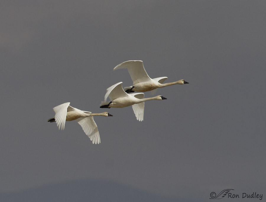 tundra swans 5725 ron dudley