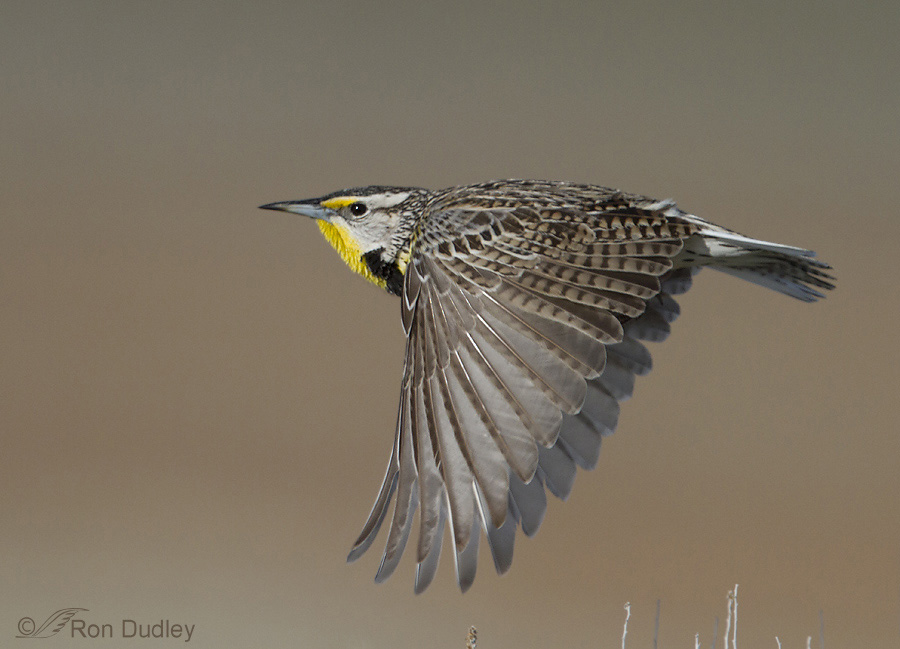 western meadowlark 2048 ron dudley