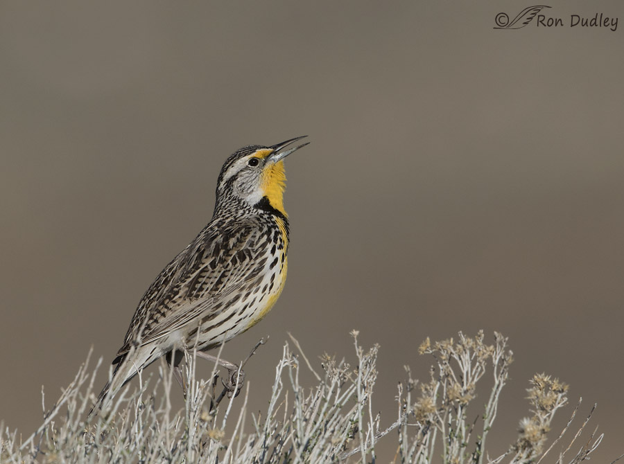 western meadowlark 9857 ron dudley
