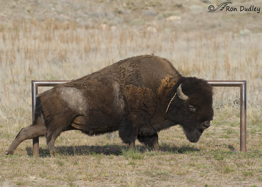 bison 6298 ron dudley