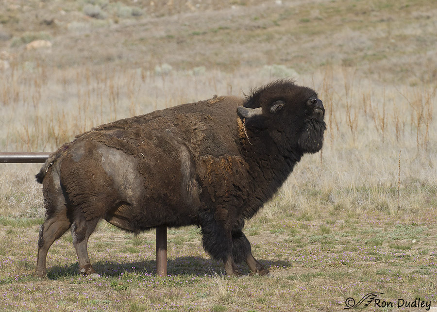 bison 6422 ron dudley