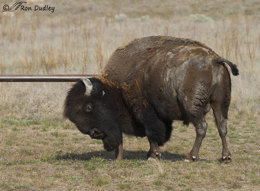 bison 6429 ron dudley