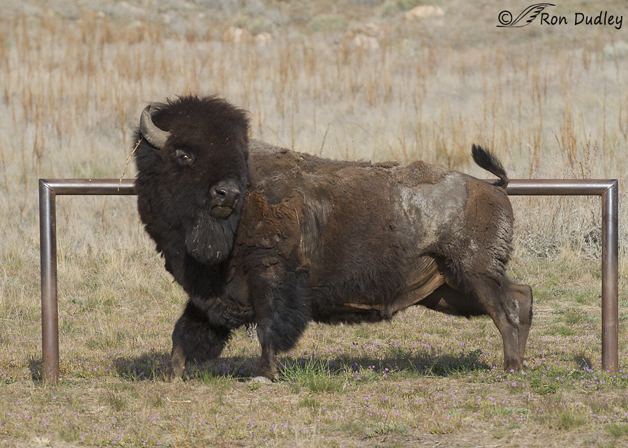 bison 6433 ron dudley