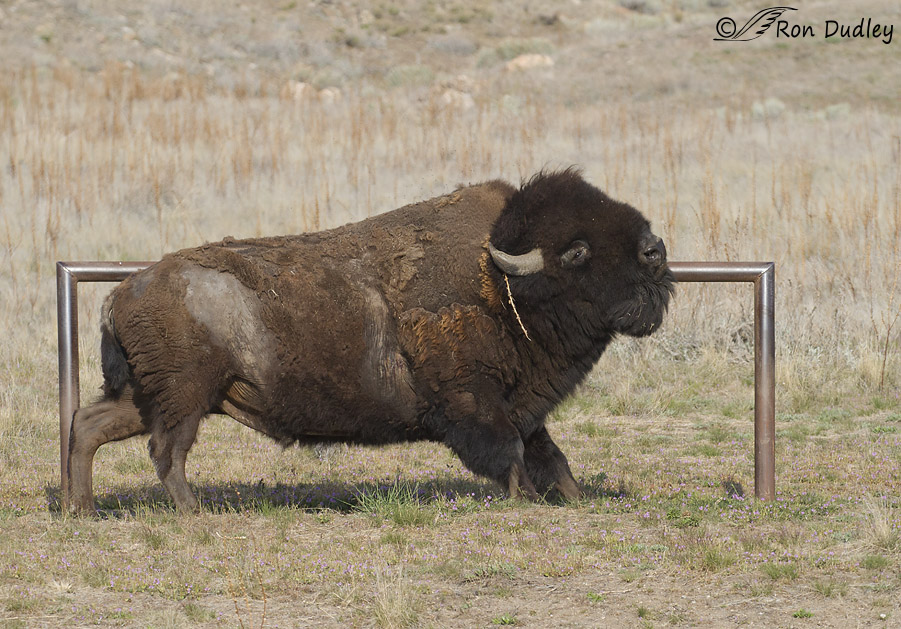 bison 6458 ron dudley