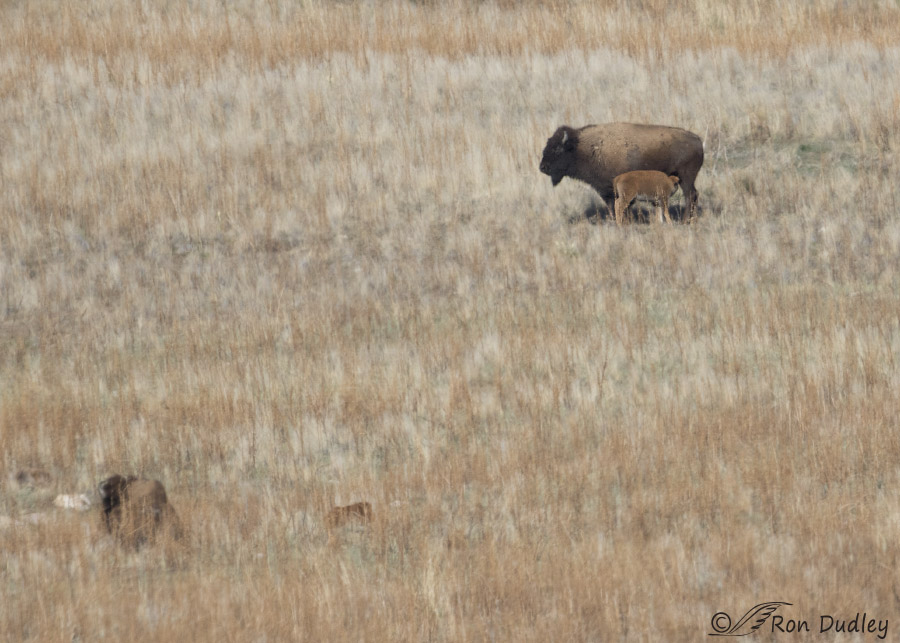 bison 7665 ron dudley