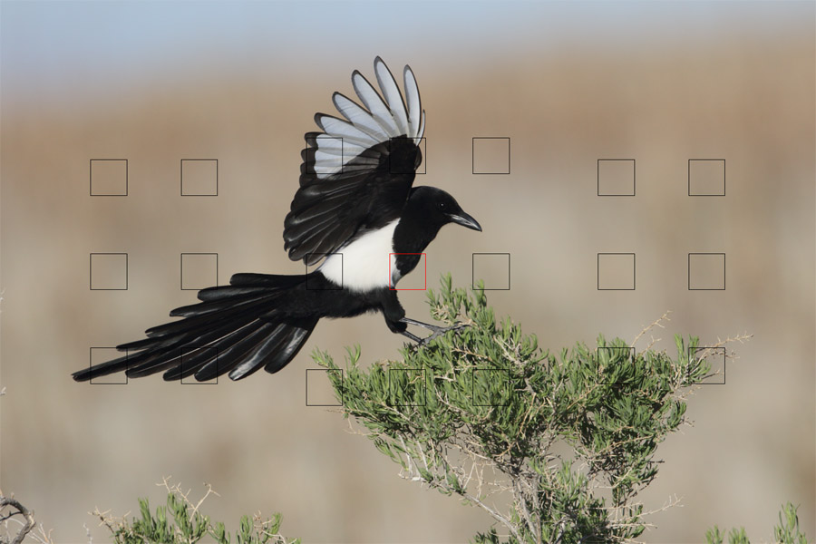 black-billed magpie focus points 8214 ron dudley