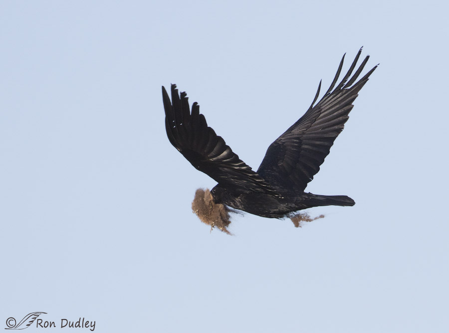 common raven 8185 ron dudley