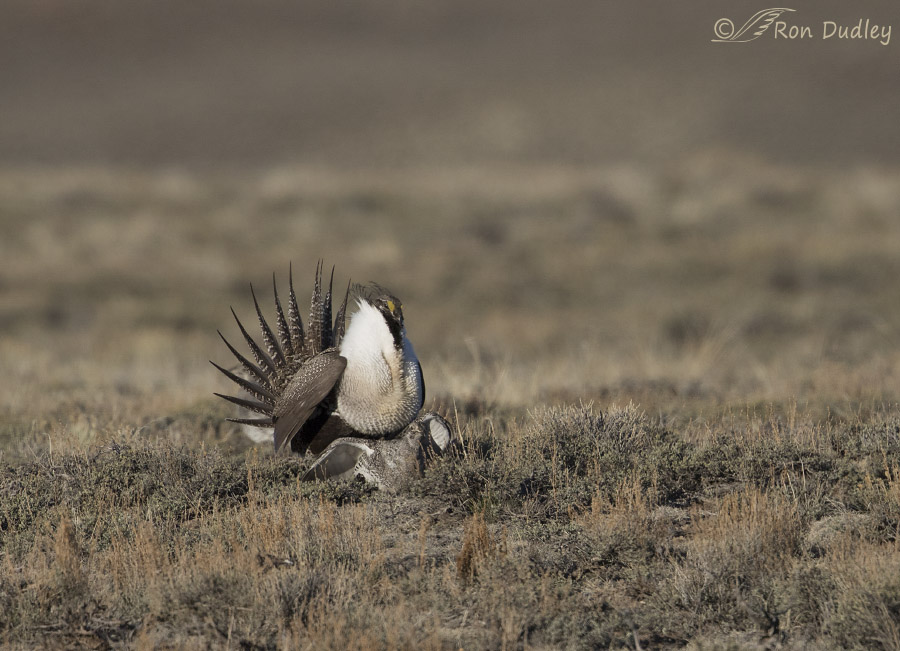 greater sage grouse 2755 ron dudley