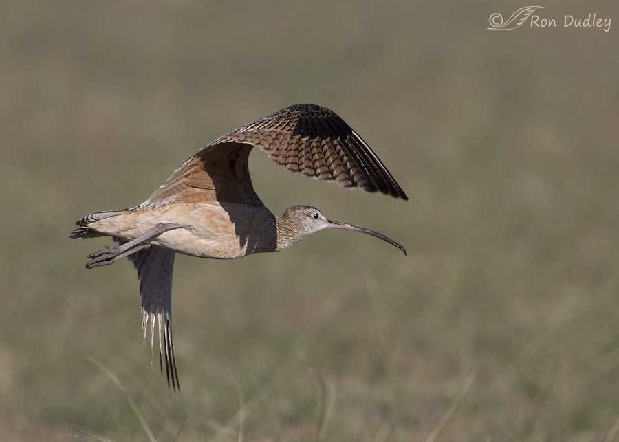 long-billed curlew 2908 ron dudley
