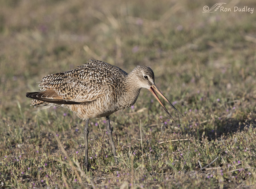 marbled godwit 0914 ron dudley