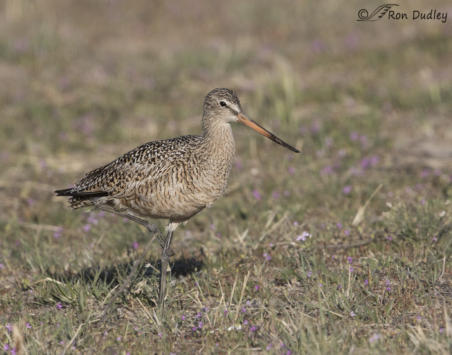 marbled godwit 1131 ron dudley