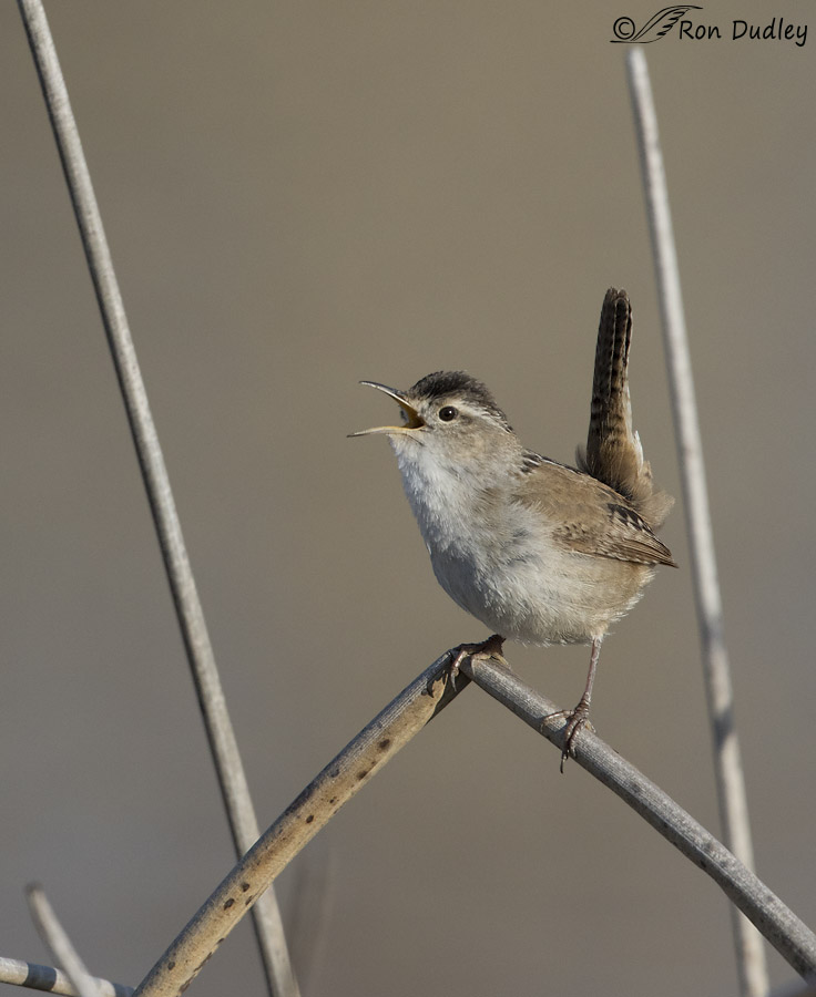 marsh wren 9496 ron dudley
