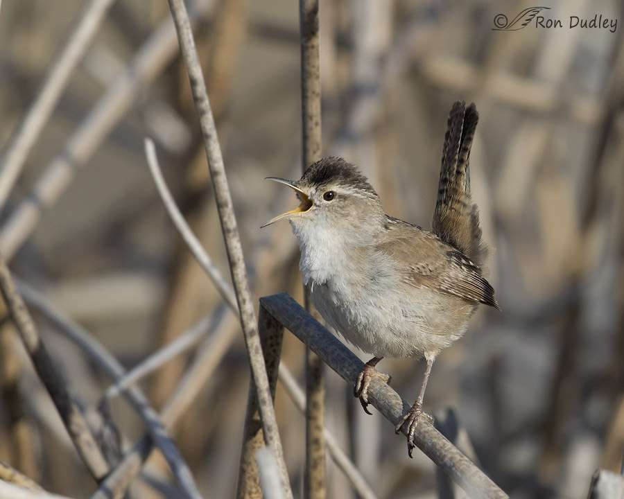 marsh wren 9590 ron dudley