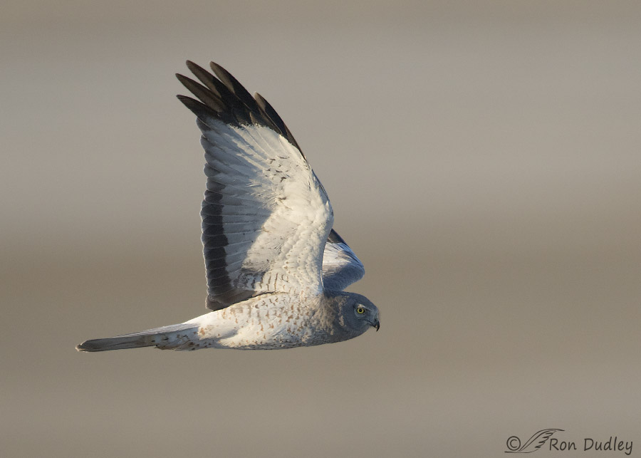 northern harrier 4955 ron dudley