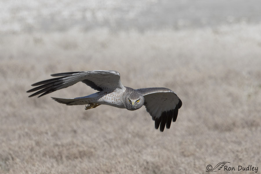 northern harrier 5436 ron dudley