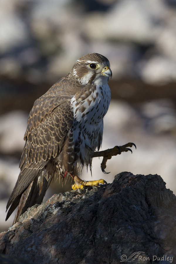 prairie falcon 8093 ron dudley