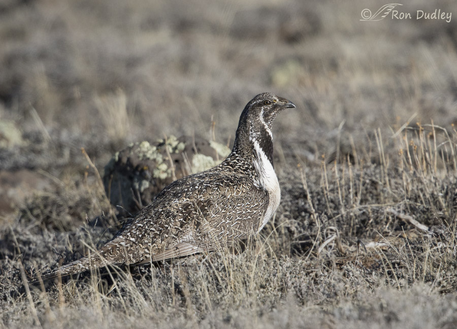 sage grouse 2410 ron dudley