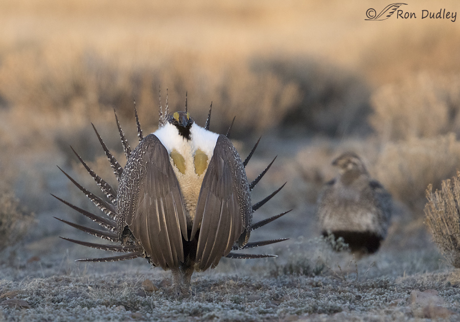 sage grouse 3531 ron dudley