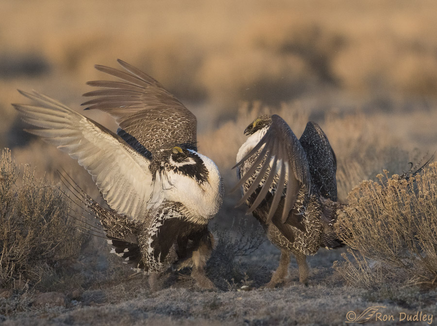 sage grouse 3678 ron dudley
