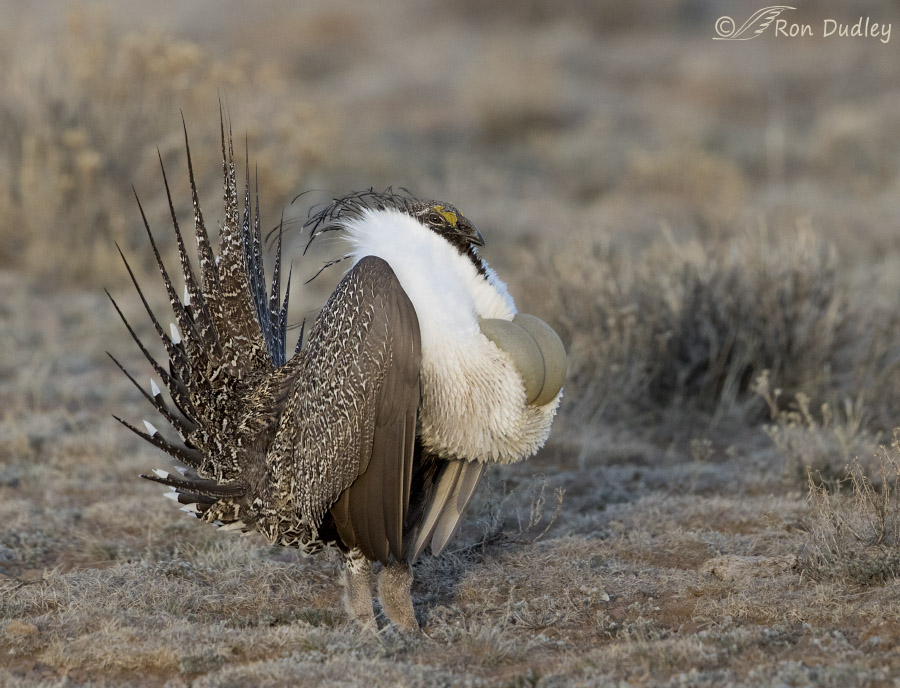 sage grouse 3913 ron dudley