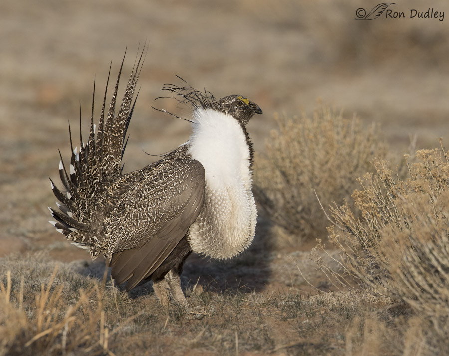 sage grouse 4257 ron dudley