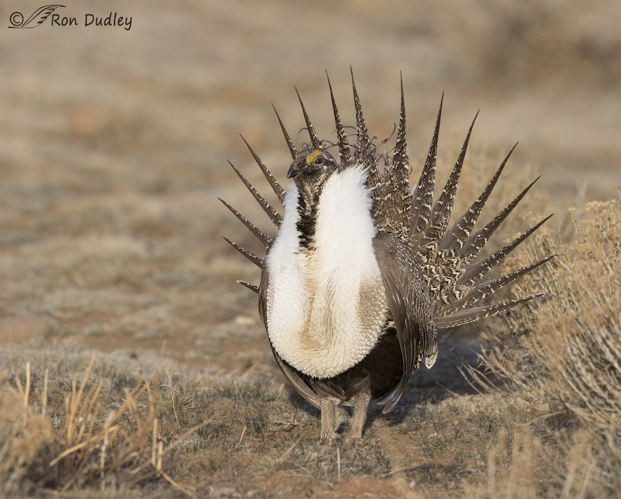 sage grouse 4266 ron dudley
