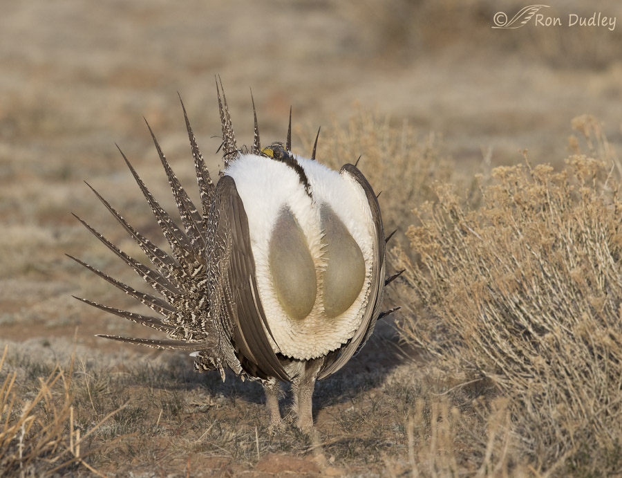 sage grouse 4277 ron dudley