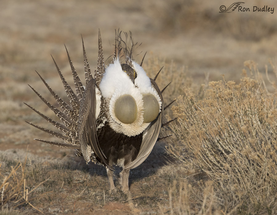 sage grouse 4278 ron dudley