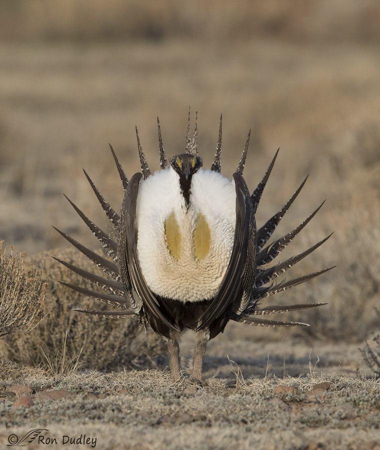 sage grouse 4335 ron dudley