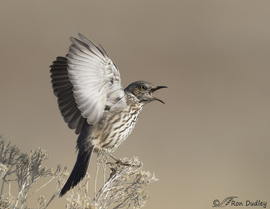 sage thrasher 0560 ron dudley
