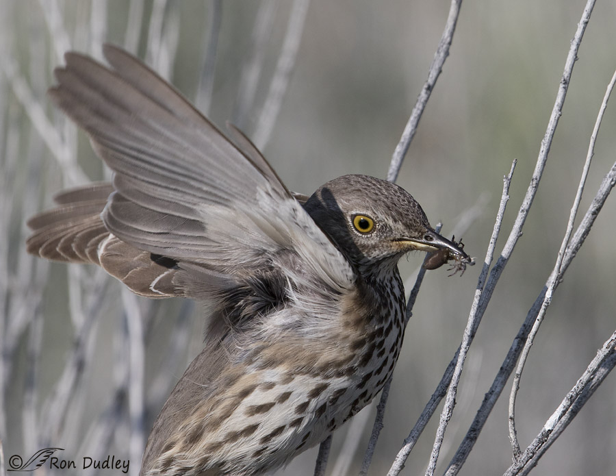 sage thrasher 2316 ron dudley