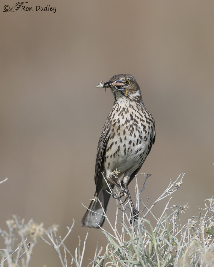sage thrasher 2418 ron dudley
