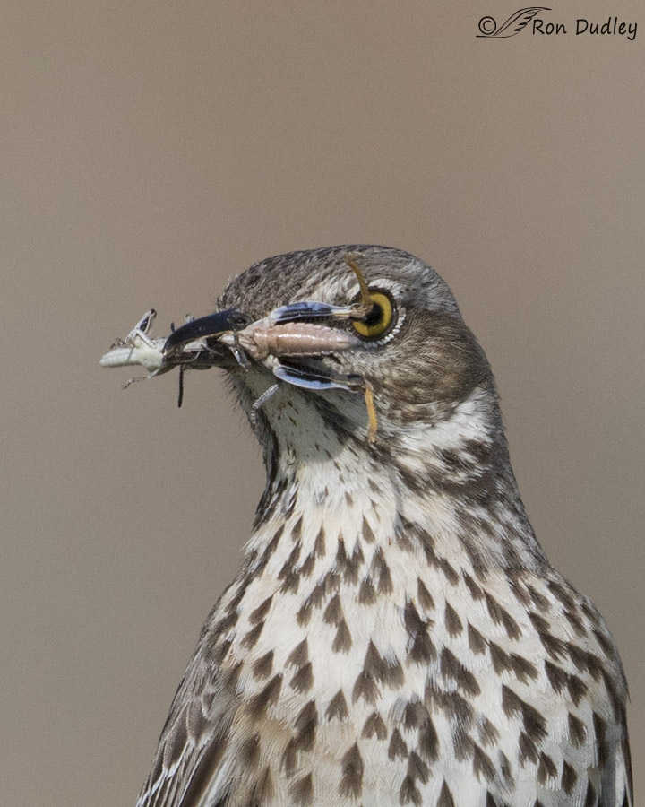 sage thrasher 2418b ron dudley