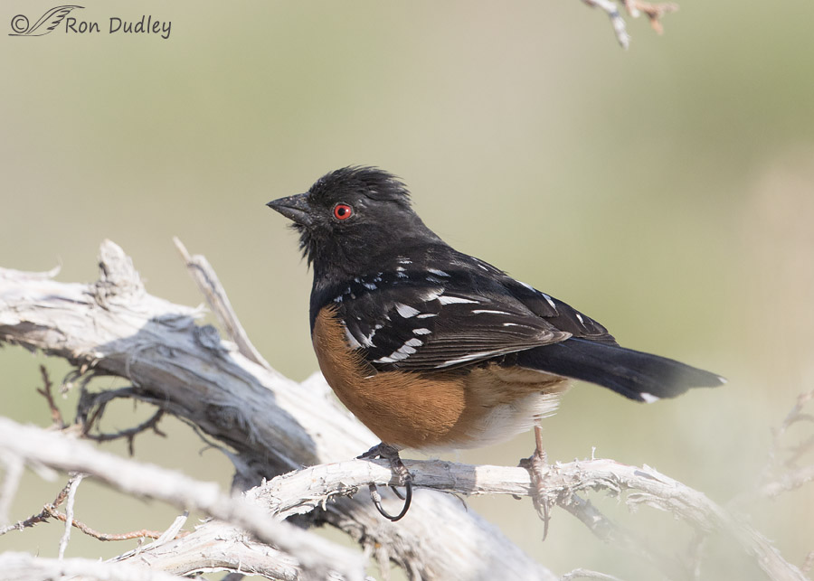 spotted towhee 1637 ron dudley