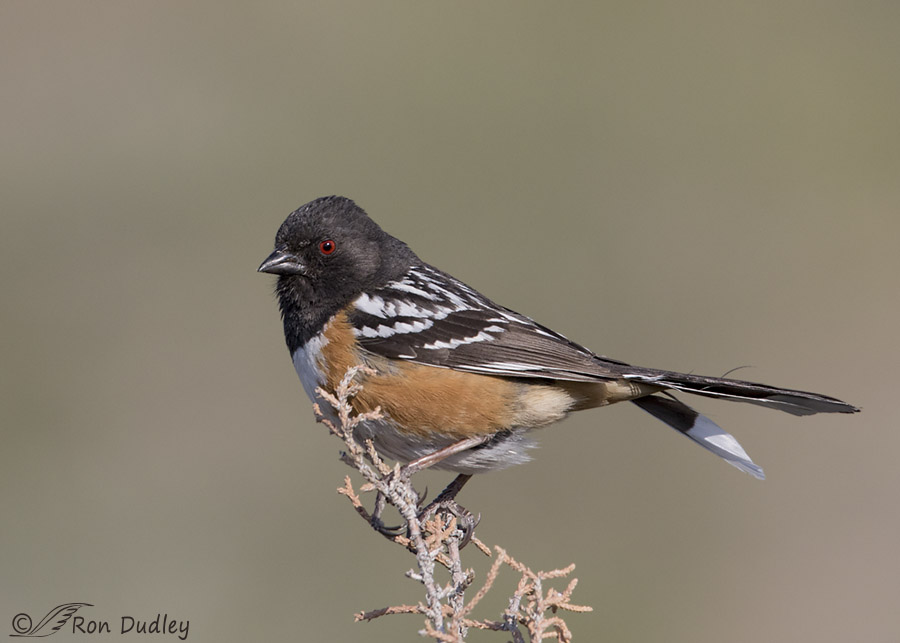 spotted towhee 1661 ron dudley