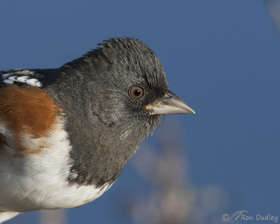 spotted towhee 6863 ron dudley