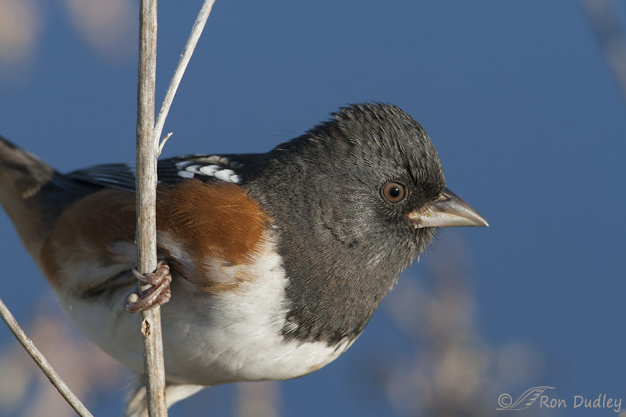 spotted towhee 6863b ron dudley