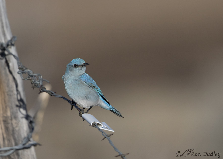 western bluebird 2899 ron dudley