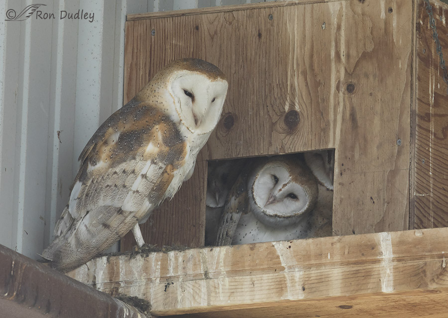 BARRED OWL.LONG EAR'ED OWL.1=NESTING BOX.MED OWLS.Holley/BUILT BY U.S.A VET'S 