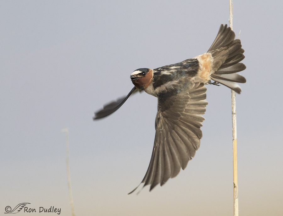 cliff swallow 9878 ron dudley