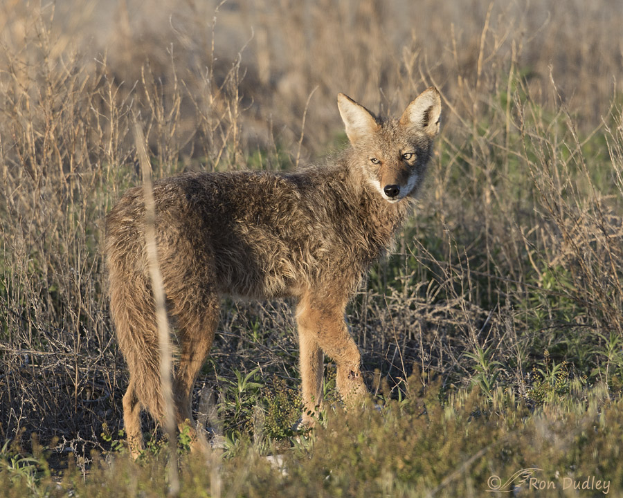 coyote 1585 ron dudley